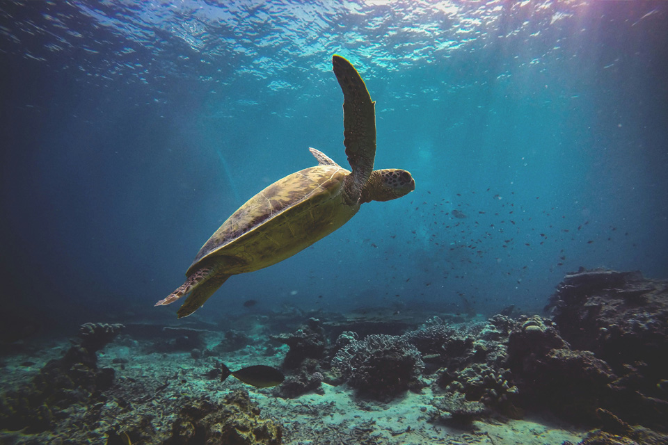 Largest Sea Turtle Nesting Site Discovered in Red Sea